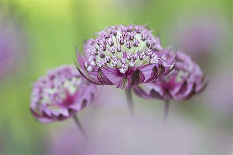 jayne dibnah|Jane Dibnah Floral Art (@janedibnahfloralart)